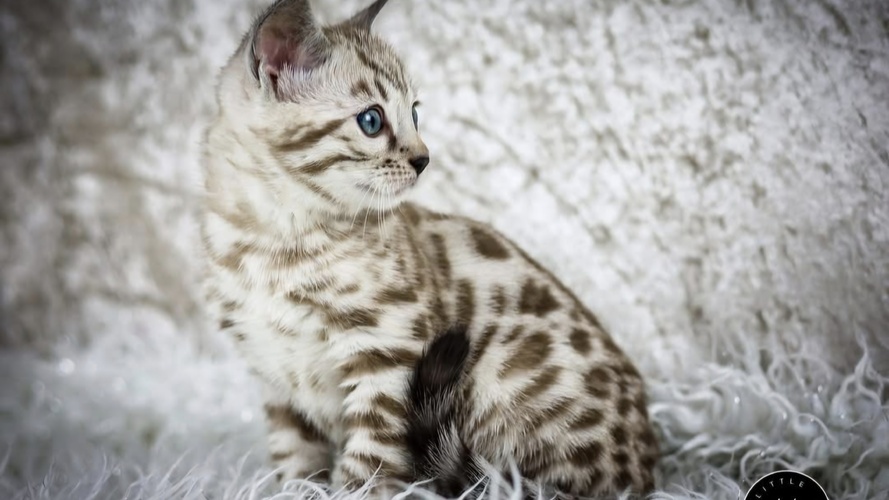 Silver Mink example (Quai within pedigree) 