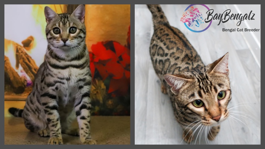 Planned Pairing Purrminator X Dottie