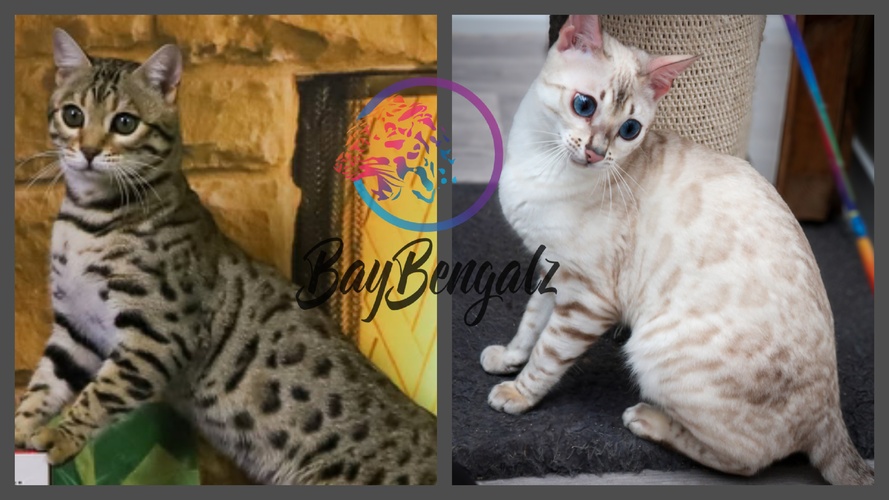 Kittens Available Purrminator X Twyla