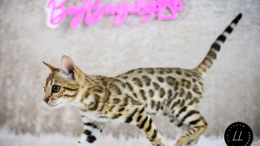 Gigi as a kitten 
