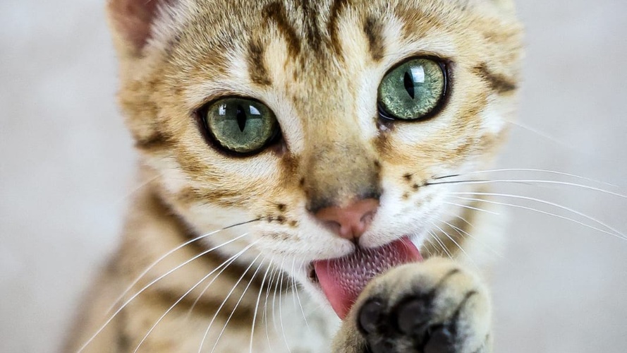 Gigi as a kitten 