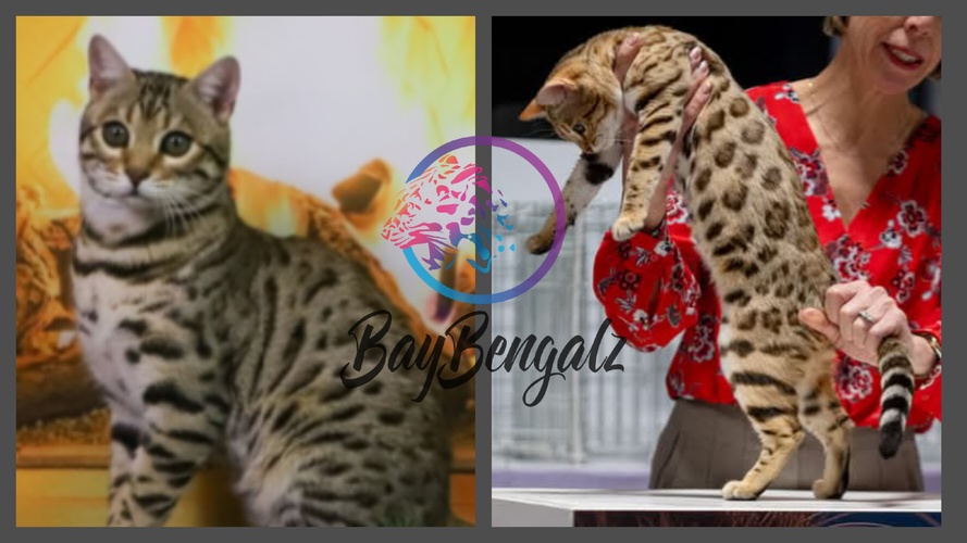 Planned Pairing Purrminator X Gigi