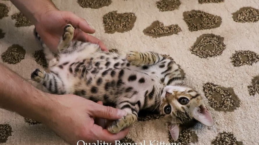 Purrminator as a kitten 