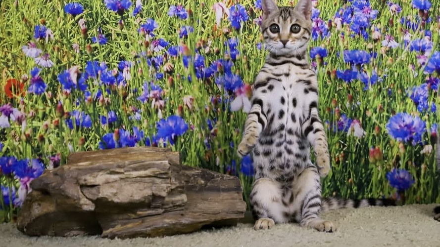 Purrminator as a kitten 