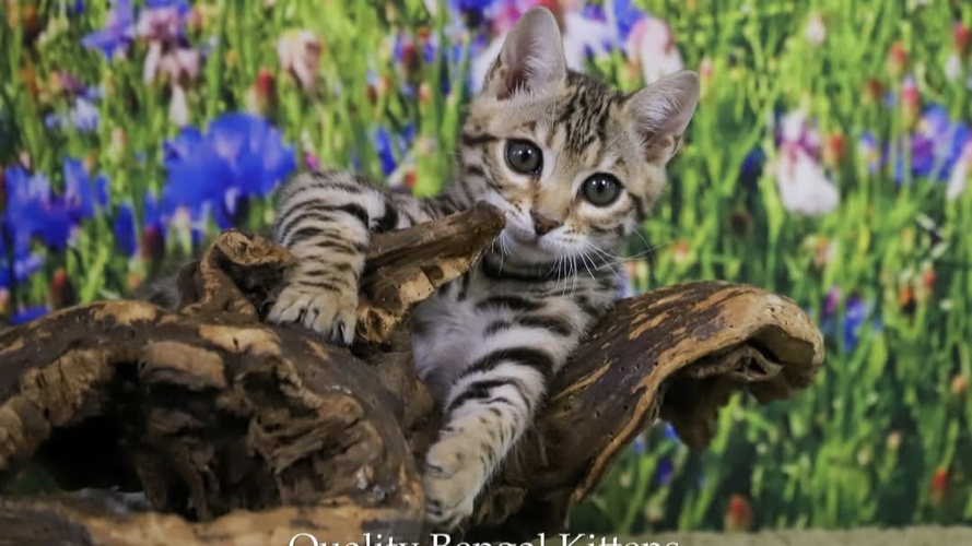 Purrminator as a kitten 