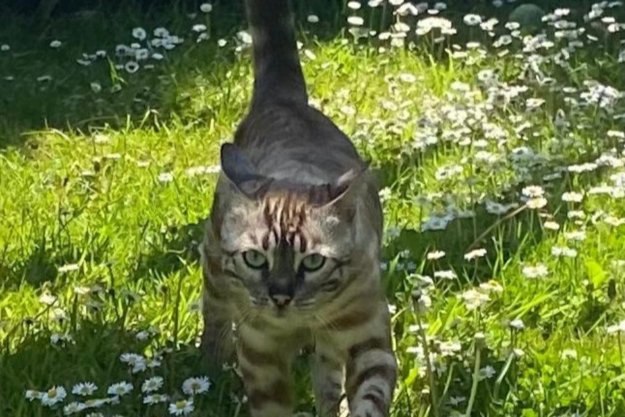 About Bengal Cats